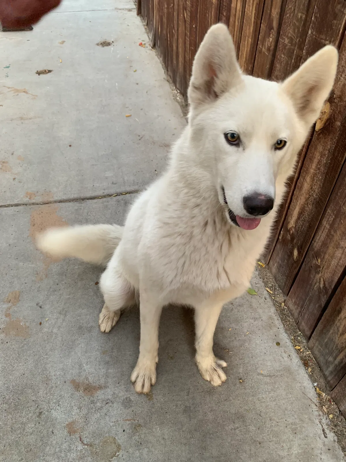 Lost dog in North Las Vegas, NV, 89030