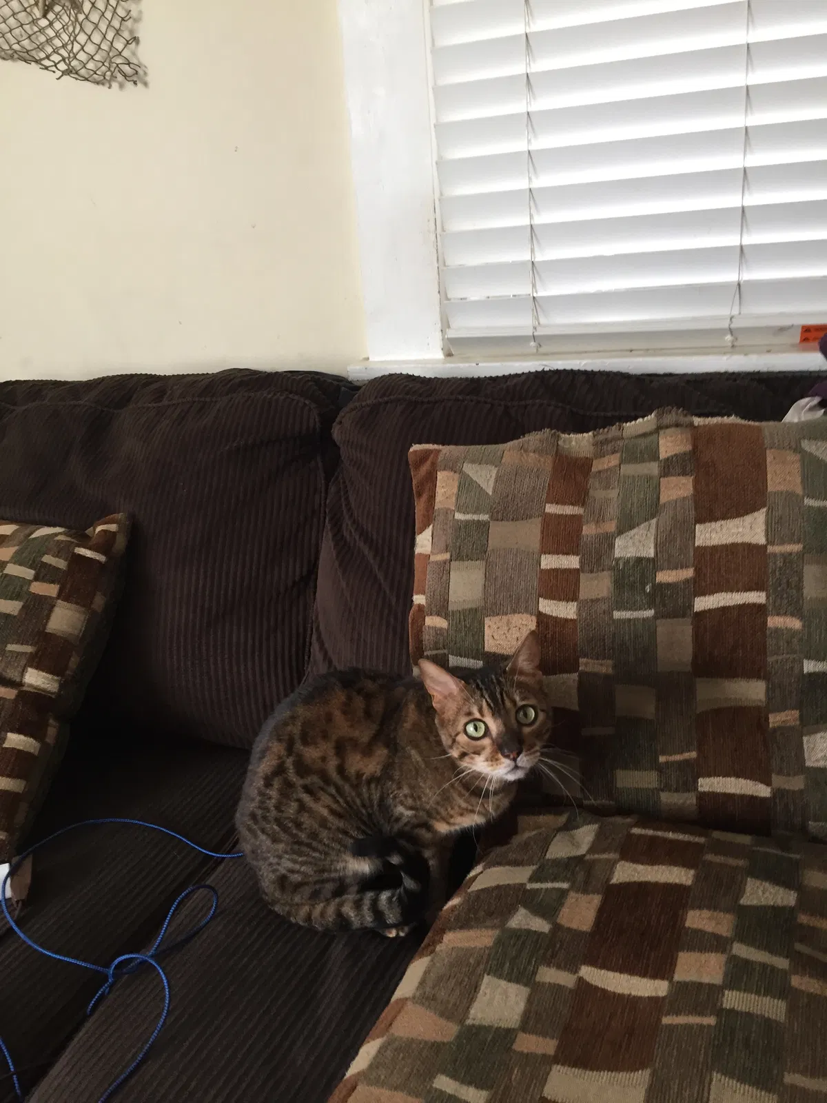 Lost cat in Dayton, KY, 41074