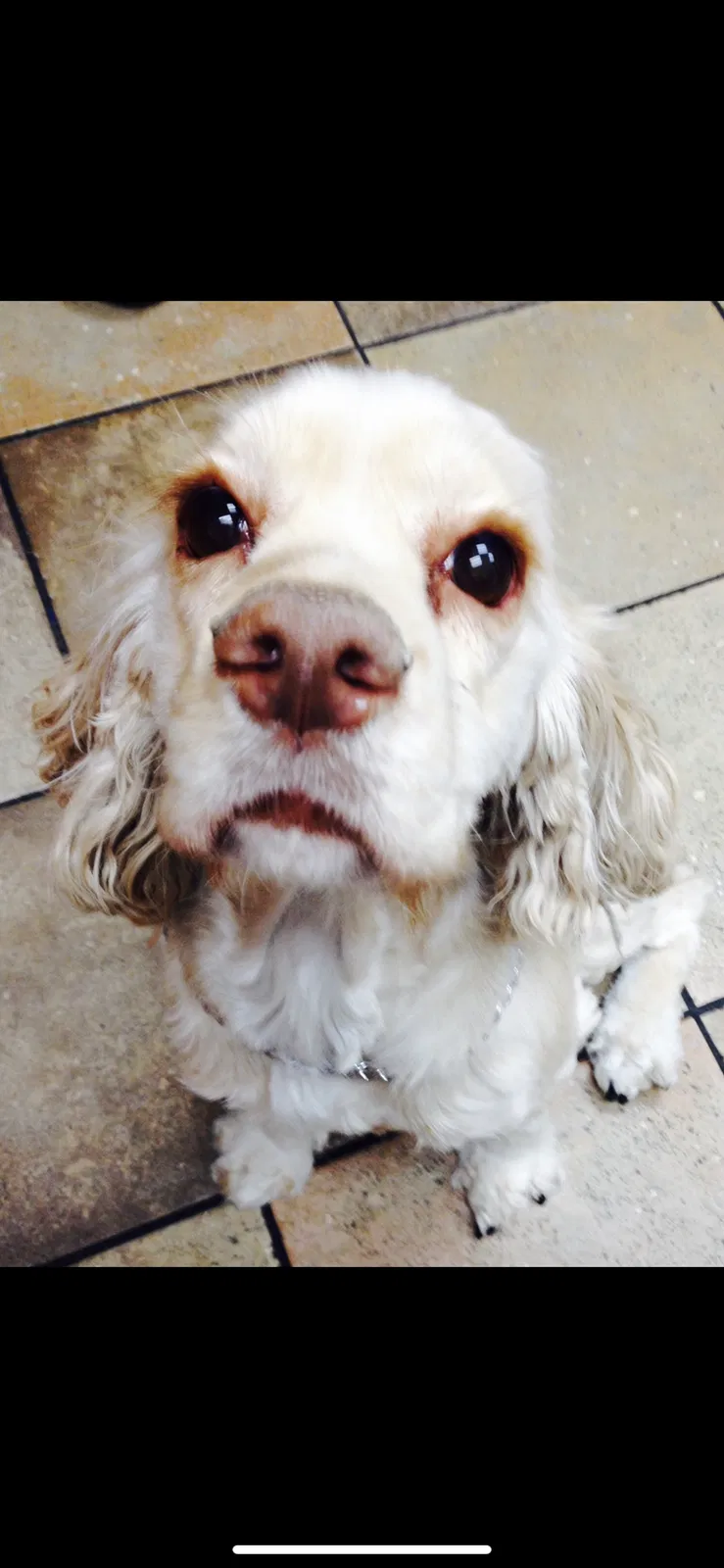 Lost dog in Orem, UT, 84057