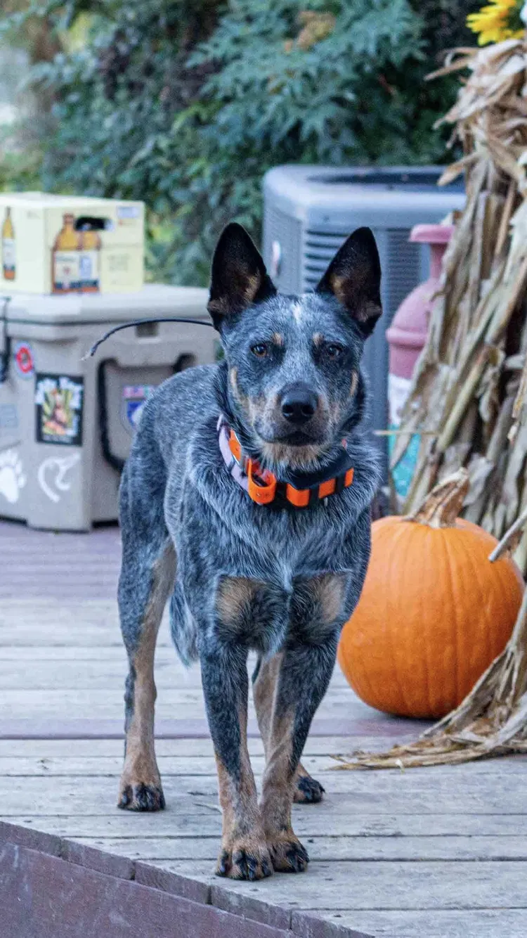 Lost dog in Snow Camp, NC, 27349