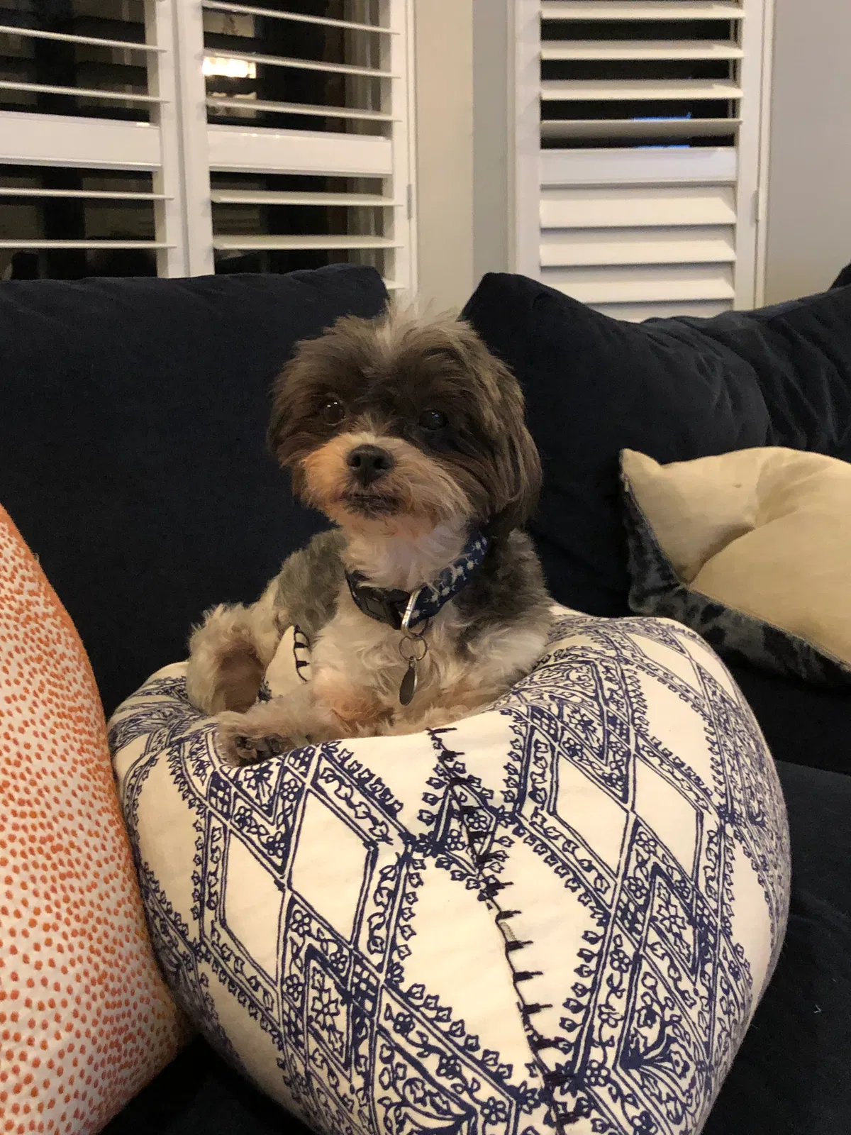 Lost dog in Houston, TX, 77024