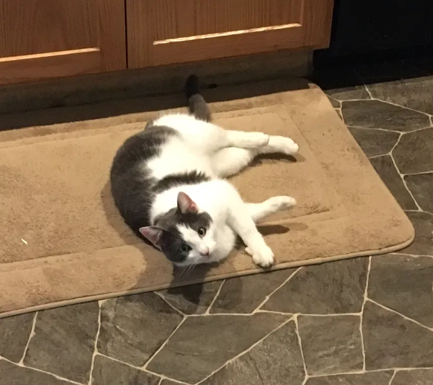 Lost cat in Saint Marys, OH, 45885