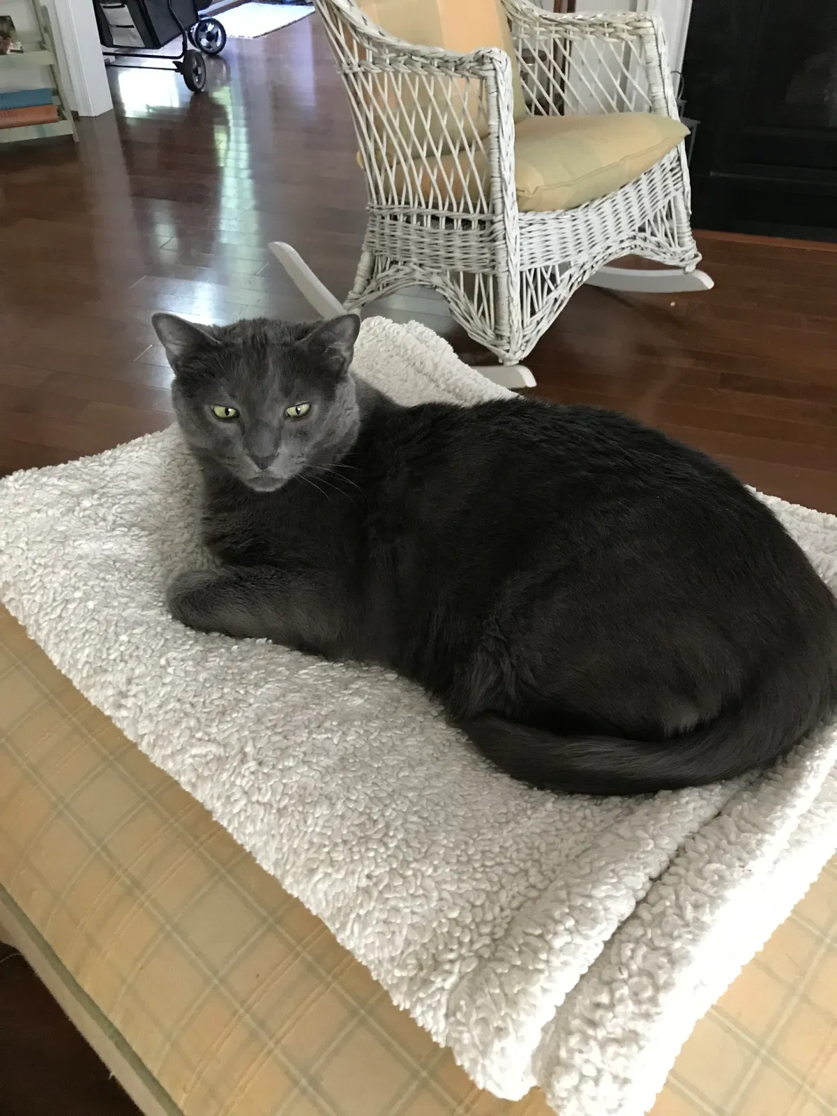 Lost cat in Henrico, VA, 23233