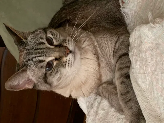 Lost cat in Chicago, IL, 60640
