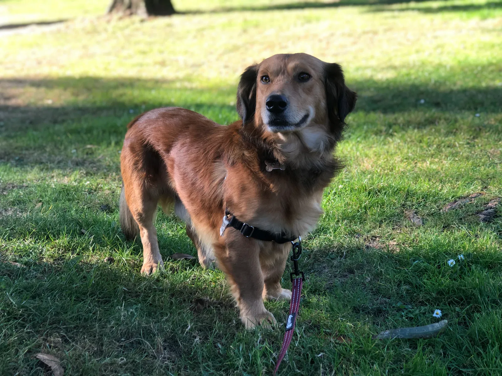Lost dog in Saint Paul, MN, 55104