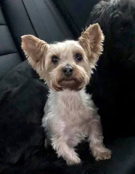 Lost dog in Birmingham, AL, 35242