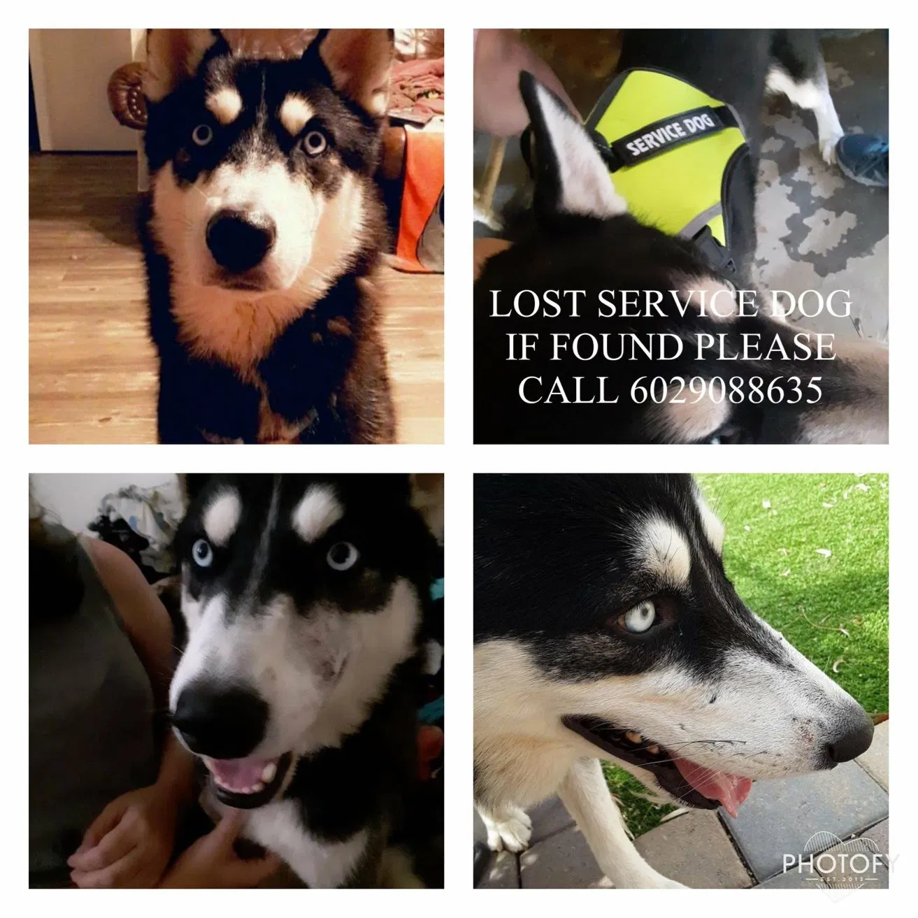 Lost dog in Glendale, AZ, 85301