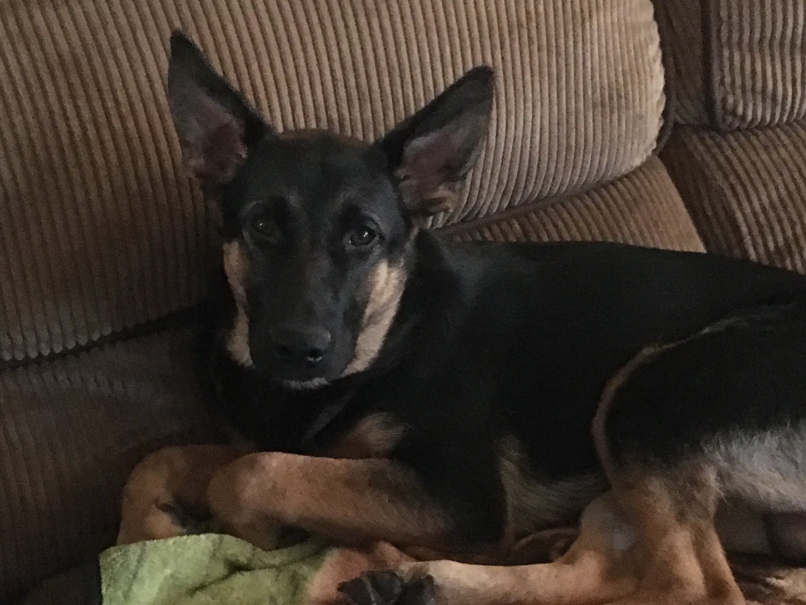Lost dog in New Freedom, PA, 17349