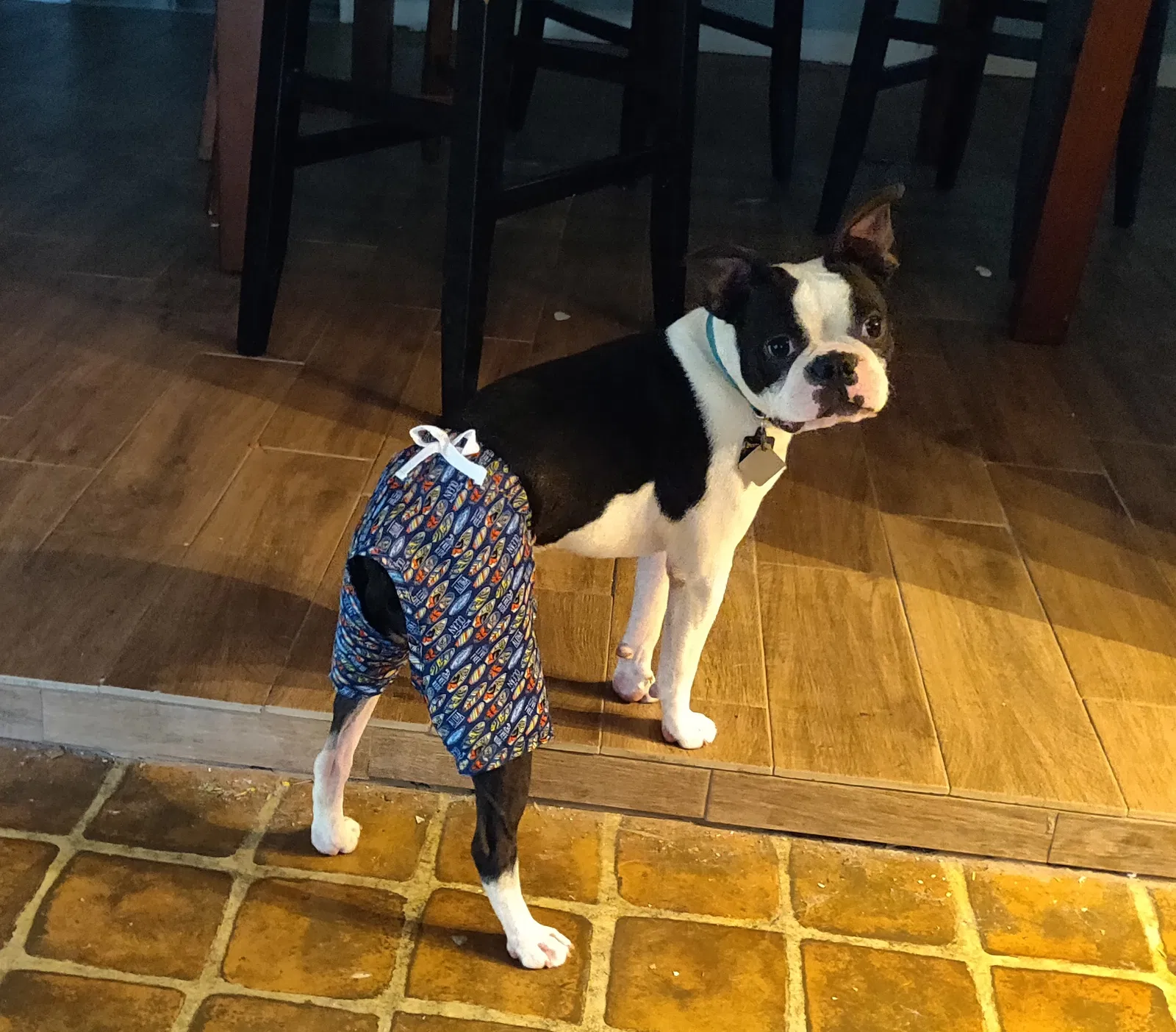 Lost dog in San Antonio, TX, 78213