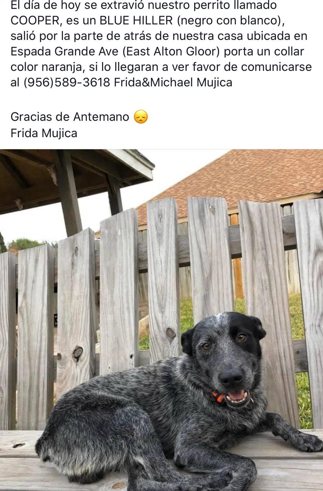 Lost dog in Brownsville, TX, 78526
