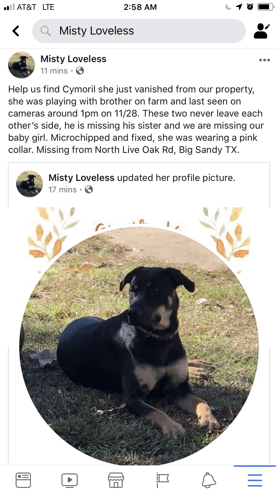 Lost dog in Big Sandy, TX, 75755
