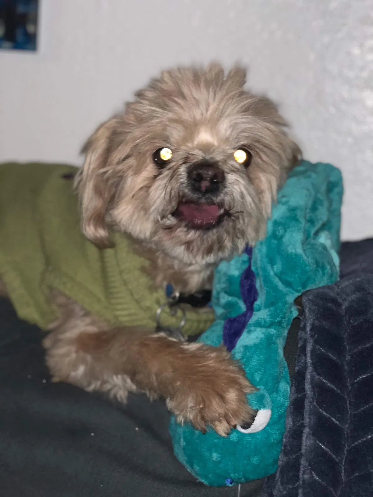 Lost dog in Reno, NV, 89512