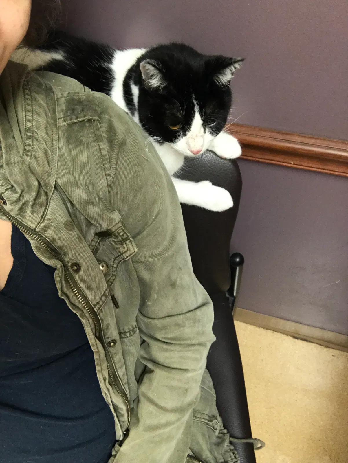 Lost cat in Charleston, SC, 29414