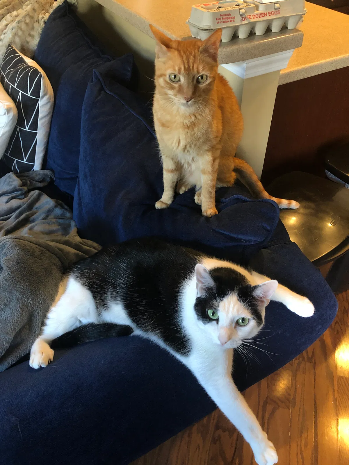 Lost cat in Durham, NC, 27713