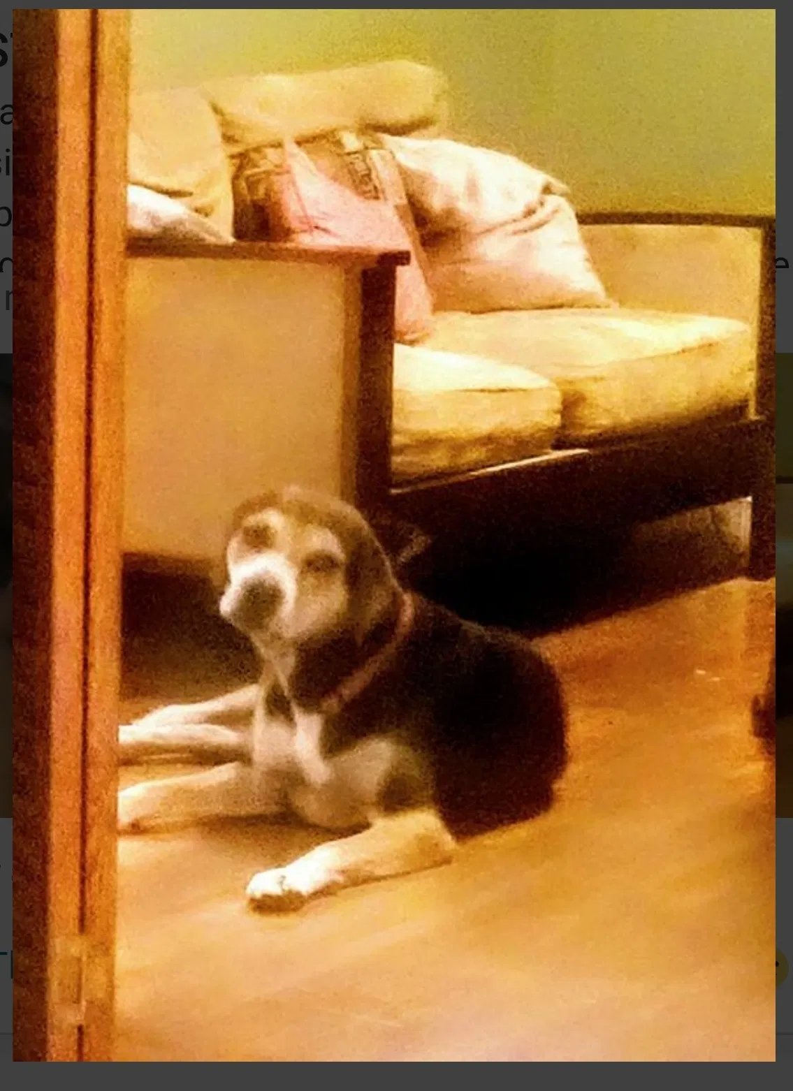 Lost dog in Montgomery, AL, 36105