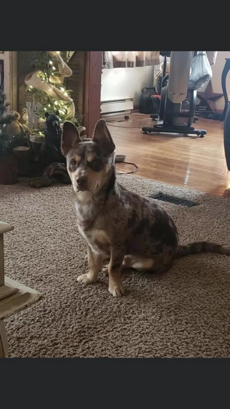 Lost dog in Lewisburg, OH, 45338