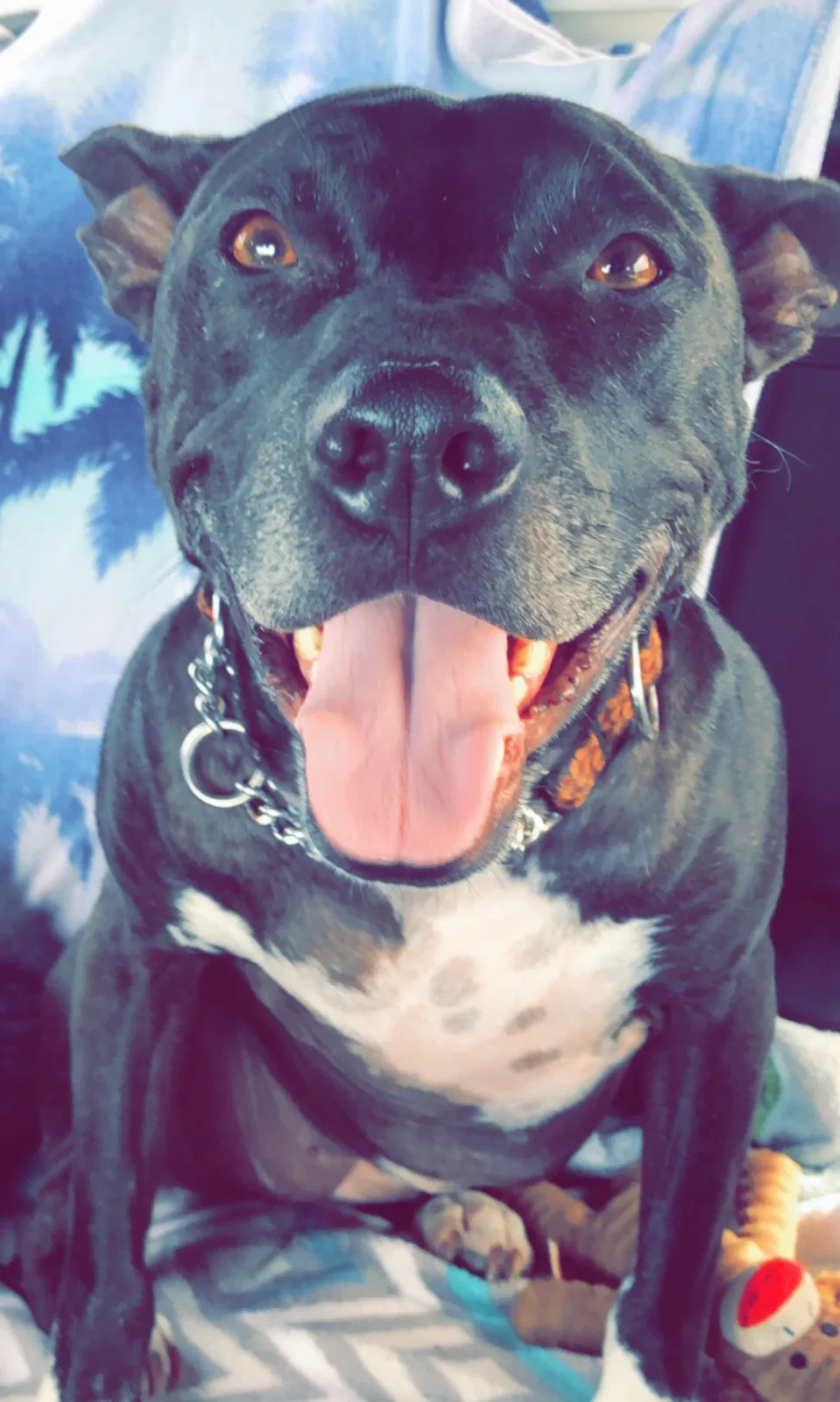 Lost dog in Fort Worth, TX, 76133