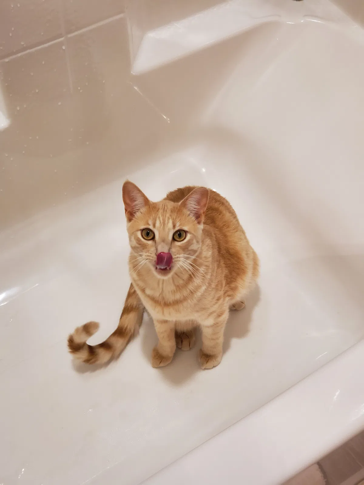 Lost cat in Saint George, UT, 84790