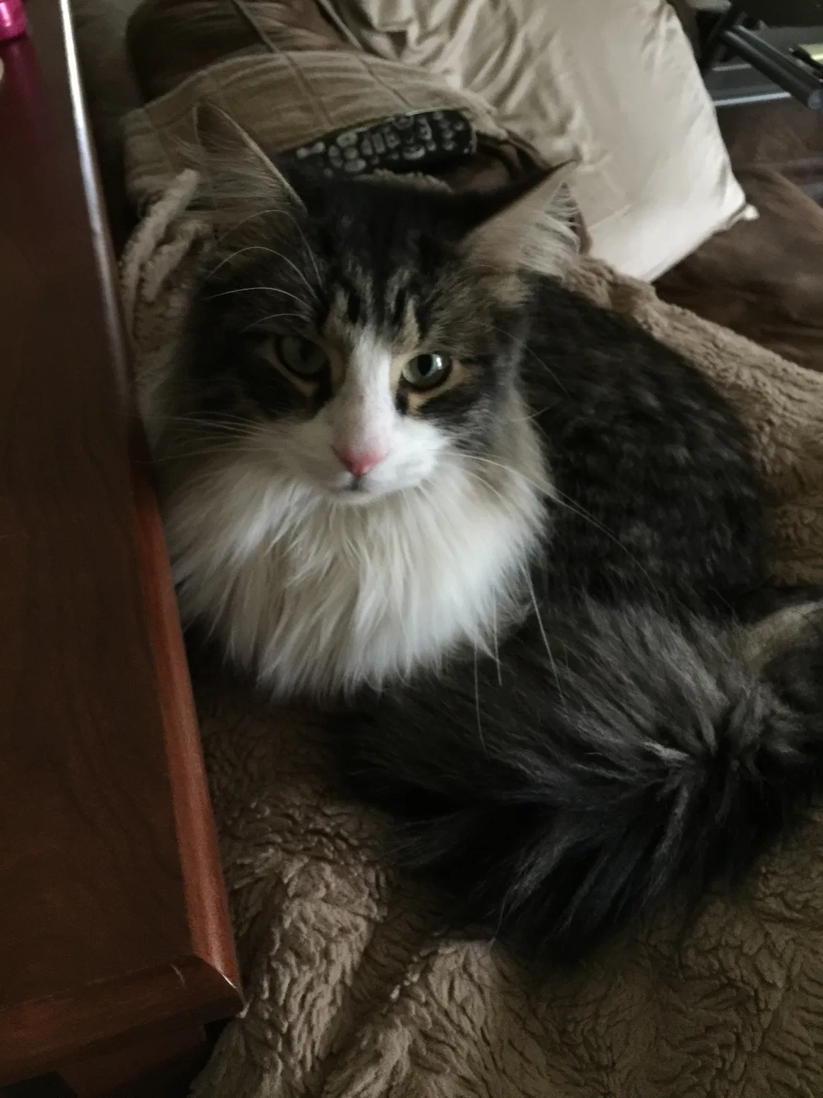 Lost cat in Hilliard, OH, 43026
