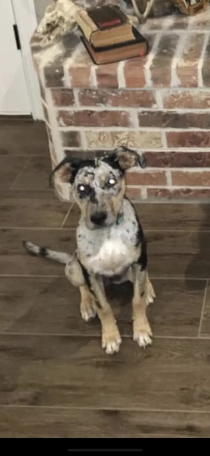 Lost dog in Midland, TX, 79706