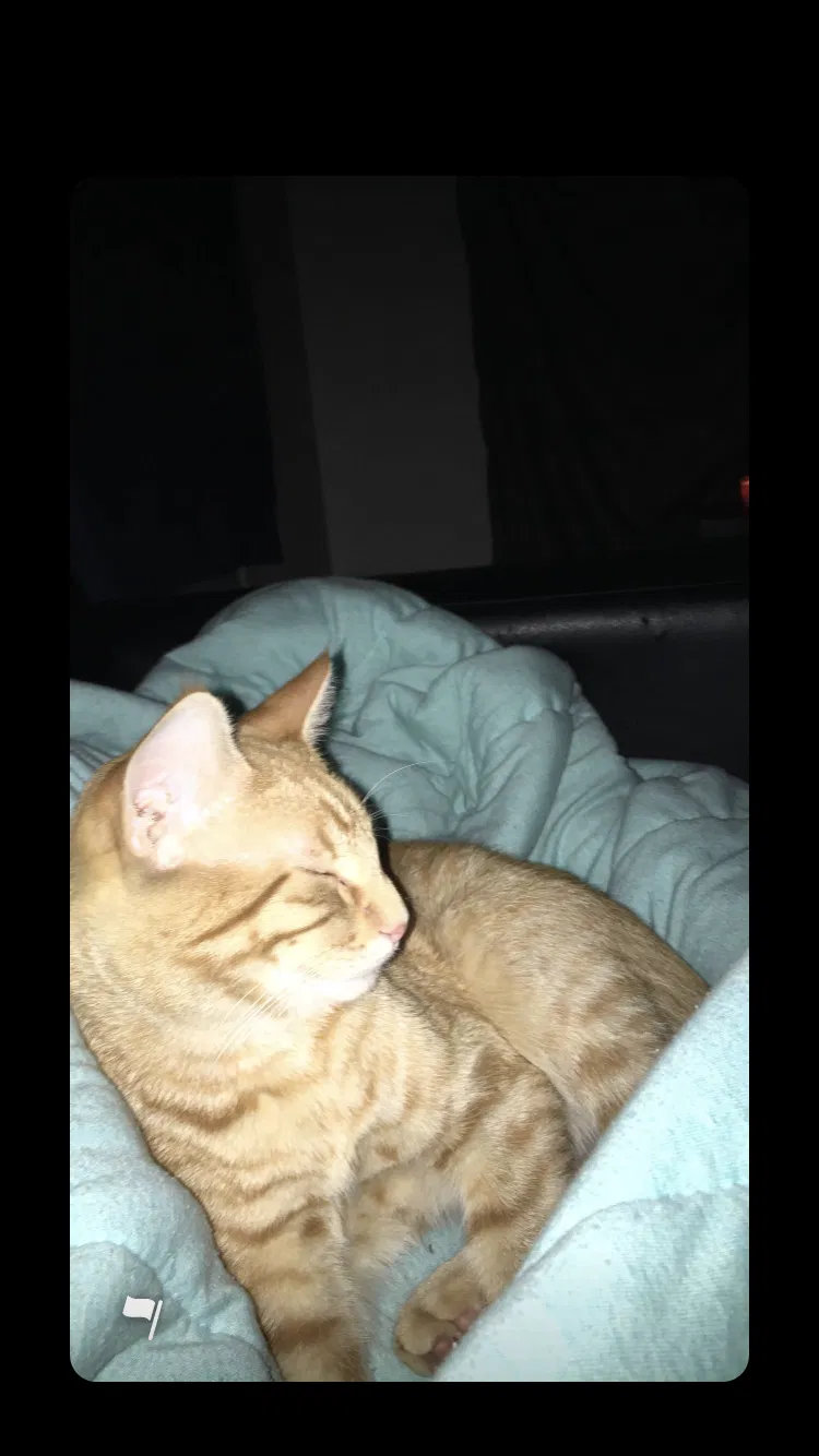 Lost cat in Johnston, IA, 50131