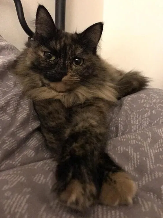 Lost cat in Grove City, OH, 43123