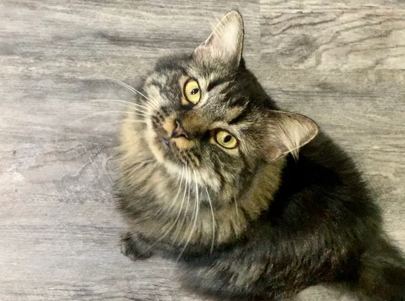 Lost cat in Sarasota, FL, 34238