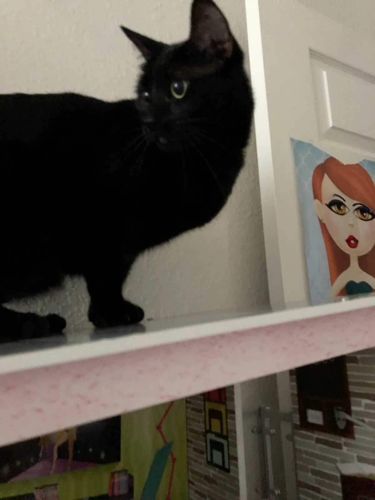 Lost cat in Tampa, FL, 33647
