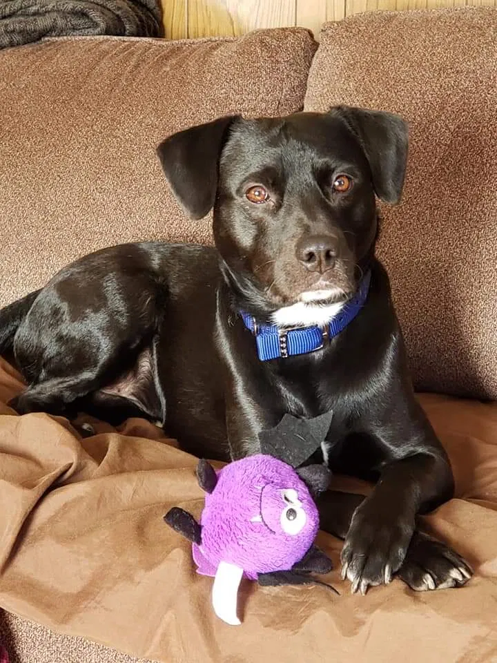Lost dog in Muscatine, IA, 52761