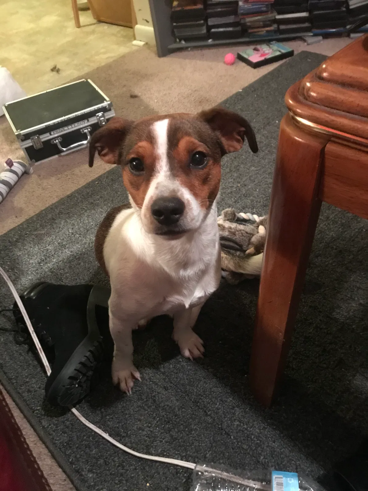 Lost dog in Gastonia, NC, 28052