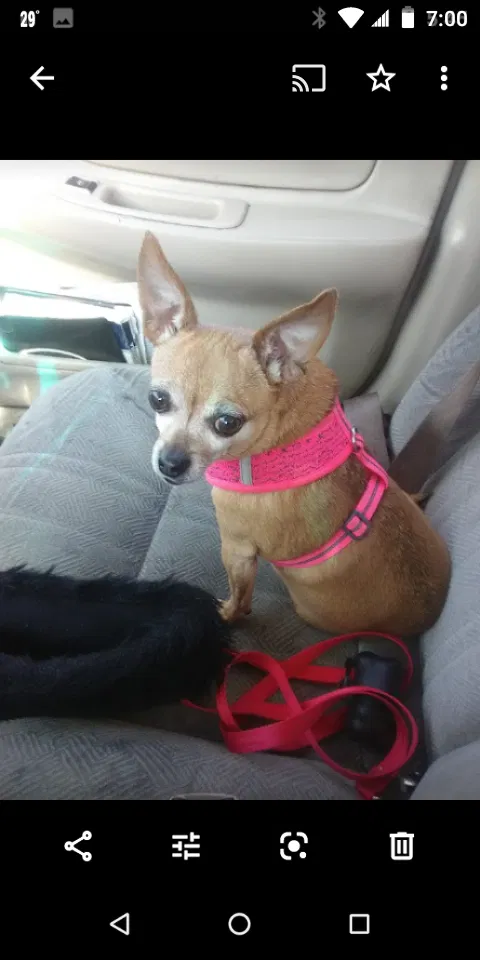 Lost dog in Madison, WI, 53704