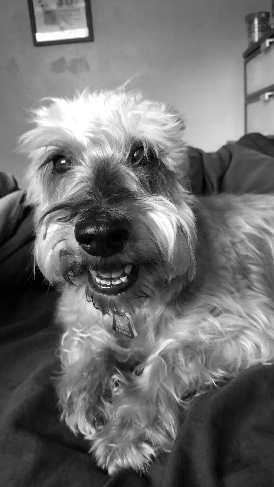 Lost dog in Hollywood, FL, 33021