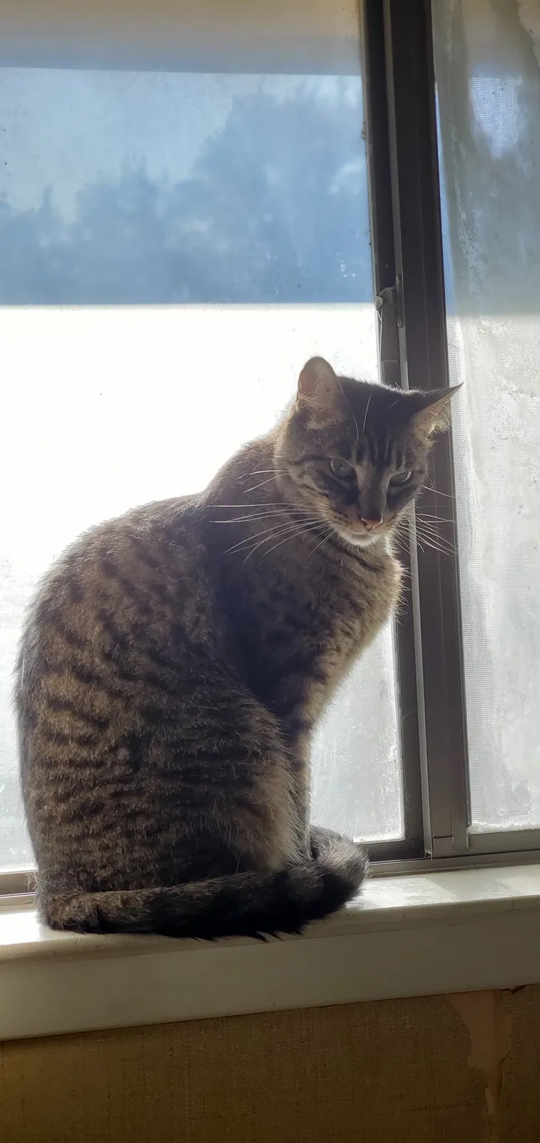 Lost cat in San Antonio, TX, 78232