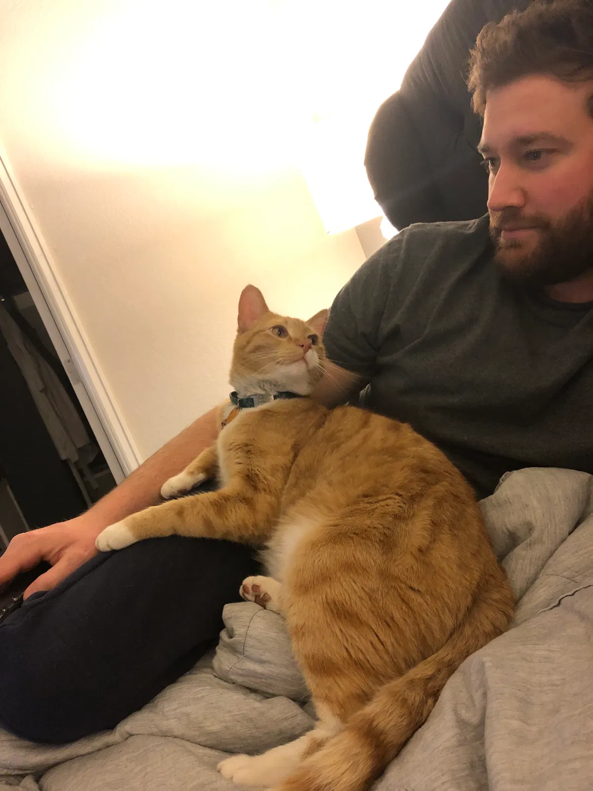 Lost cat in Arvada, CO, 80003