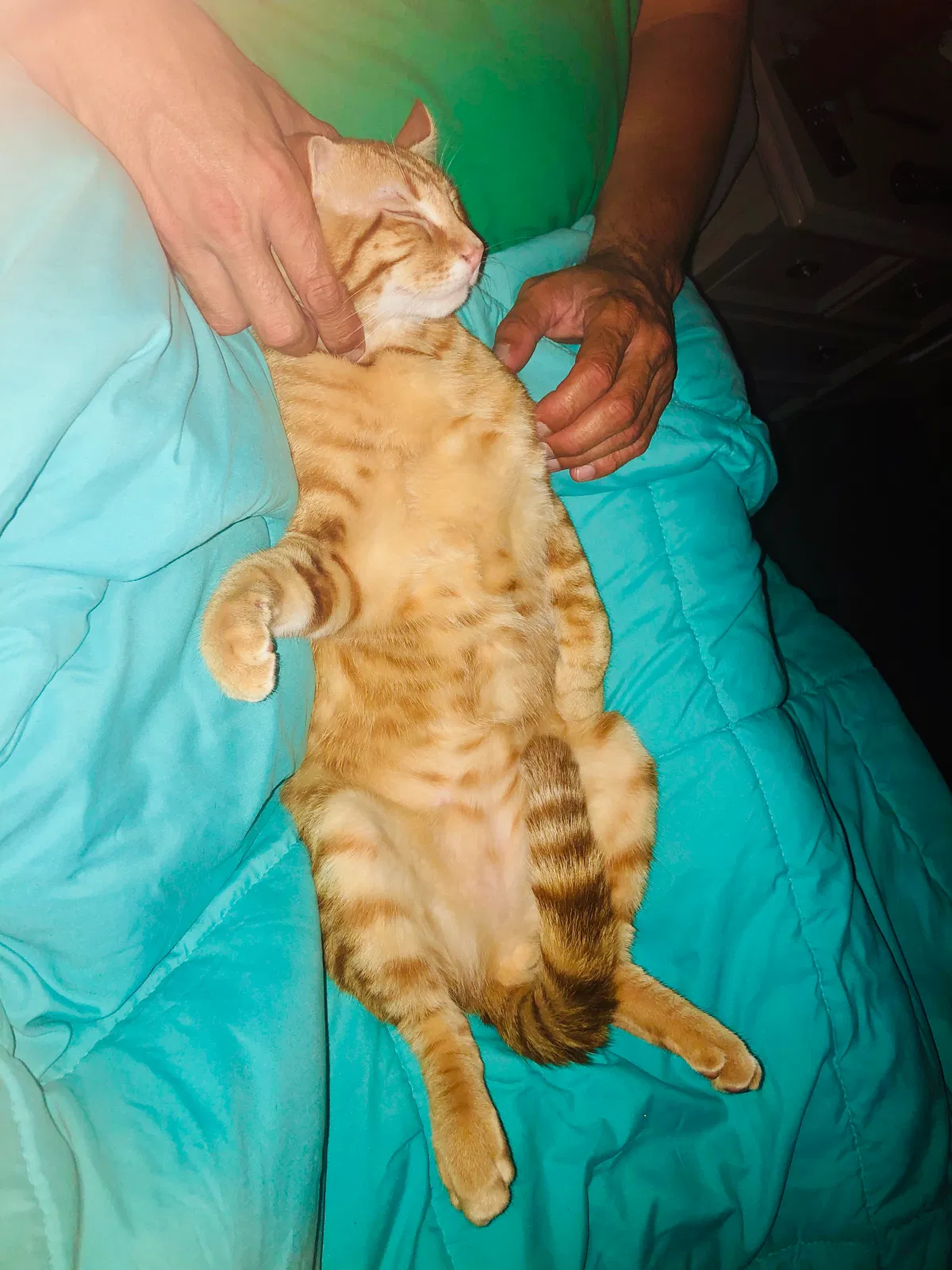 Lost cat in Katy, TX, 77493