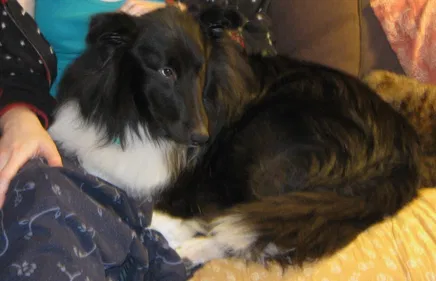 Lost dog in Mason, WI, 54856
