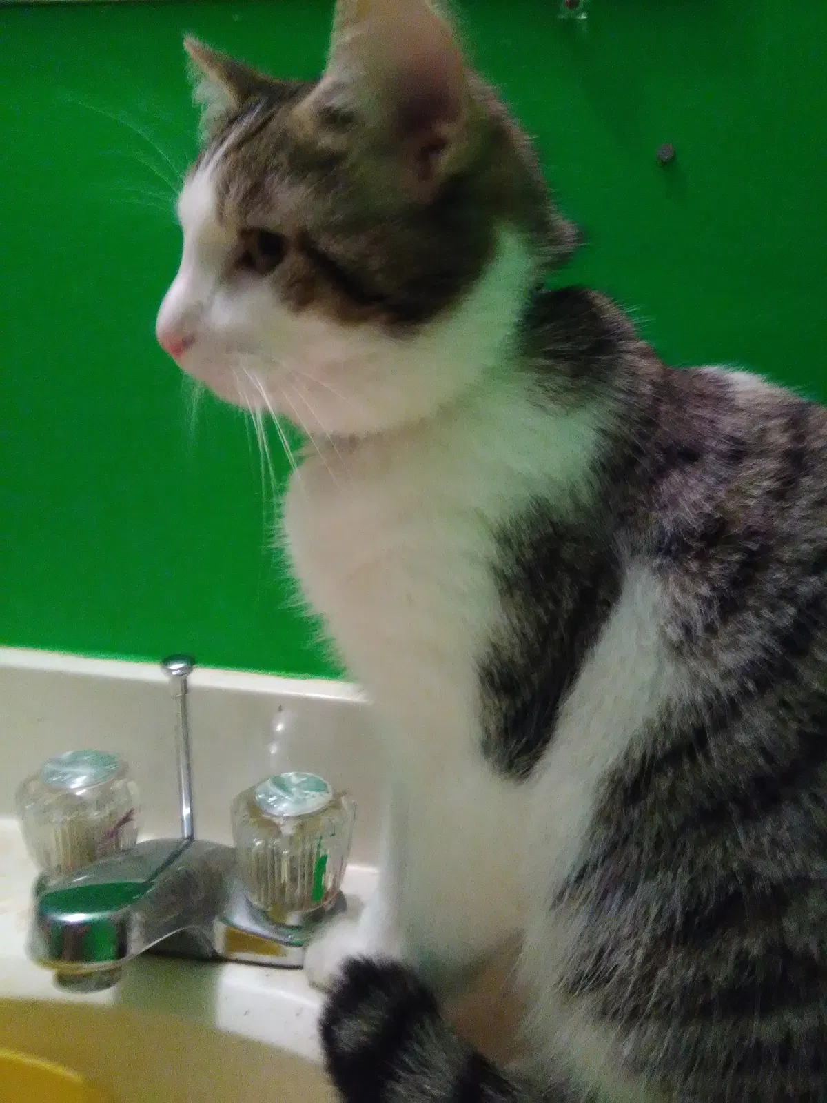 Lost cat in Auburn, GA, 30011