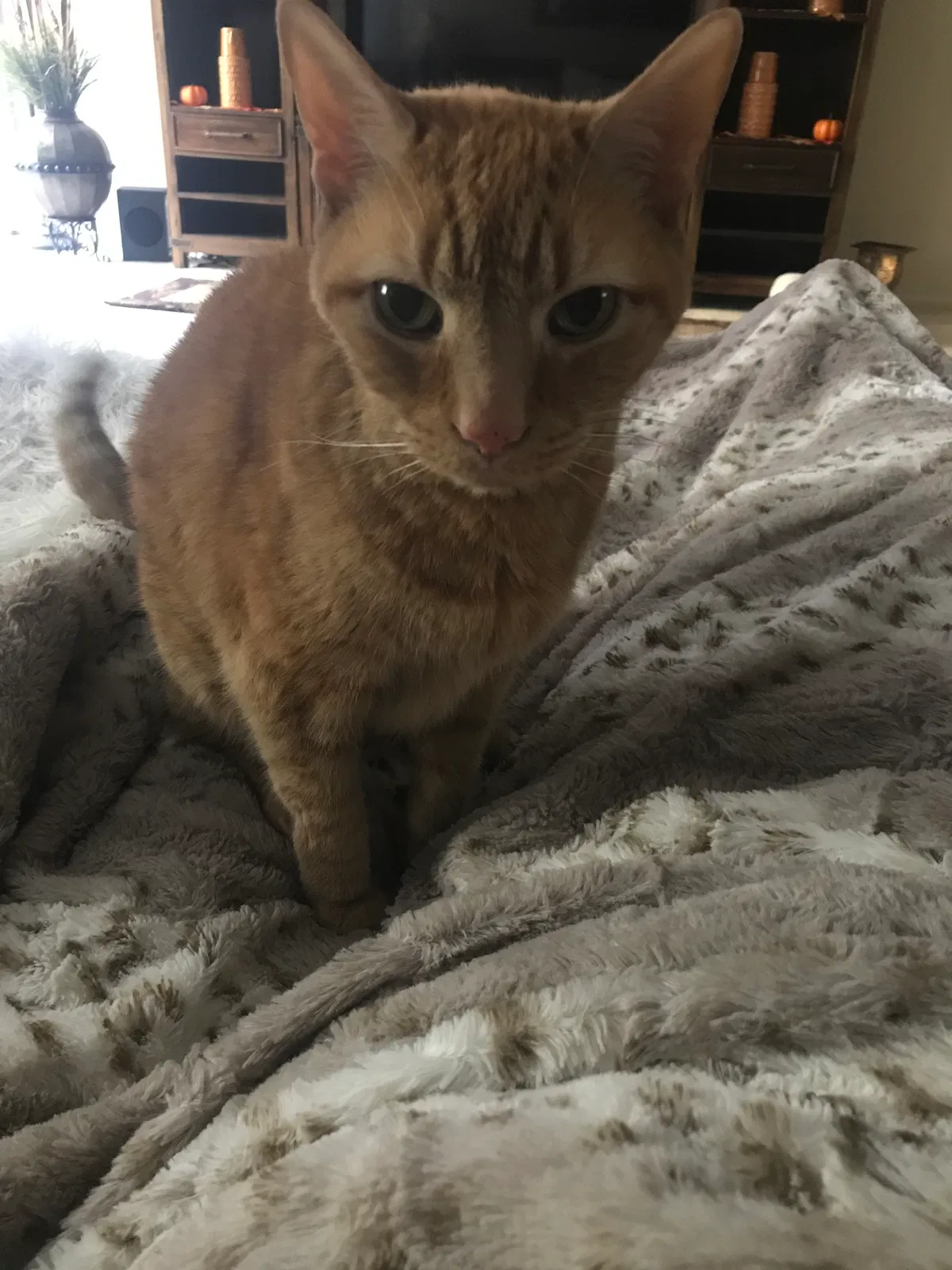 Lost cat in Pittsburgh, PA, 15221