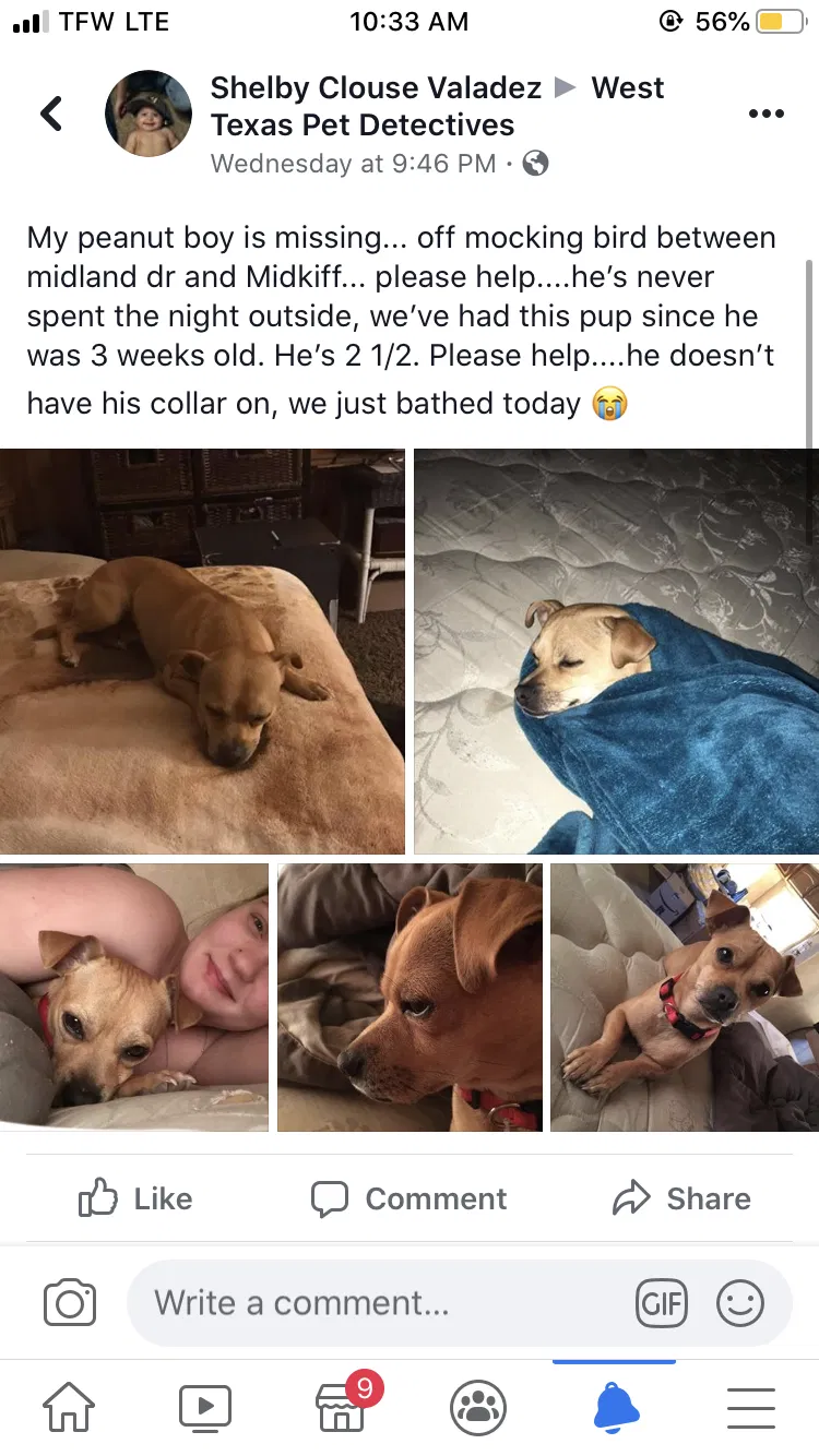 Lost dog in Midland, TX, 79705