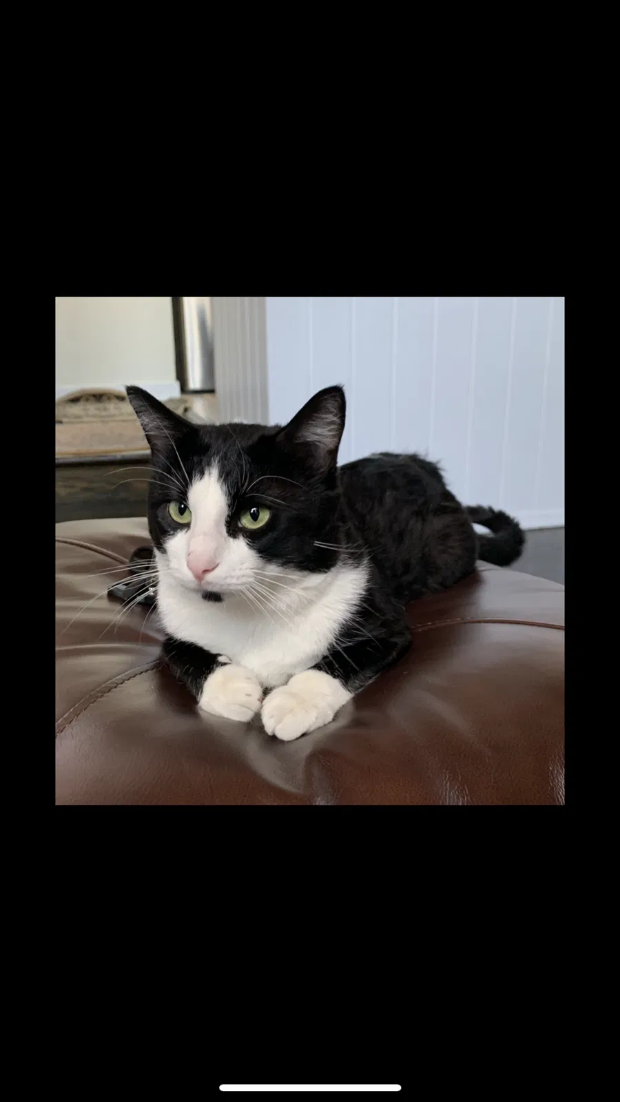 Lost cat in Skokie, IL, 60076