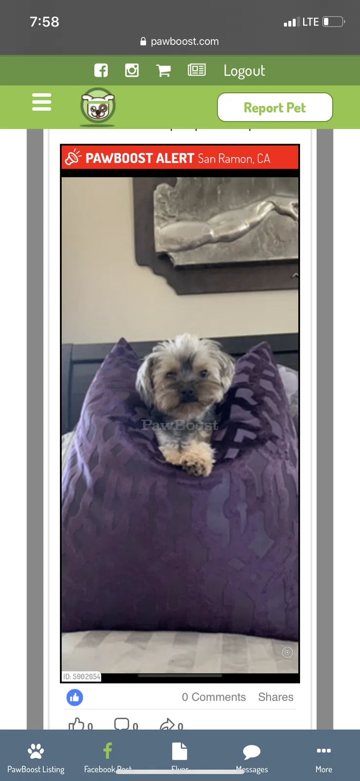 Lost dog in San Ramon, CA, 94582