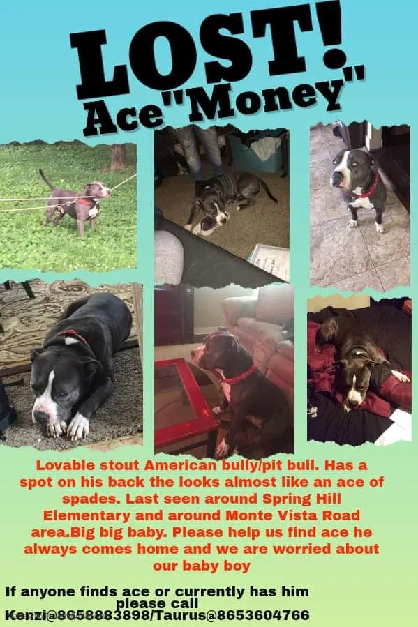 Lost dog in Knoxville, TN, 37914