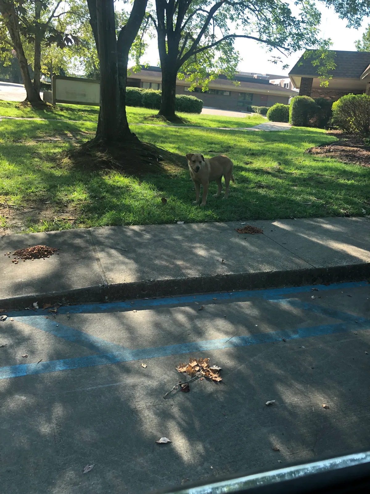 Found dog in Hattiesburg, MS, 39402