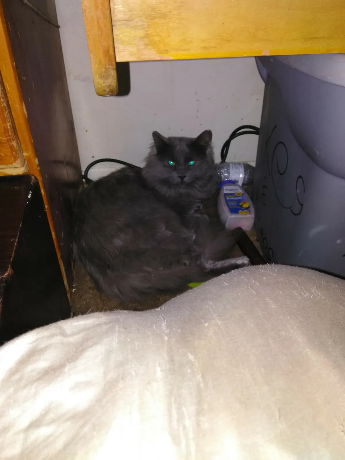 Lost cat in Phoenix, AZ, 85009