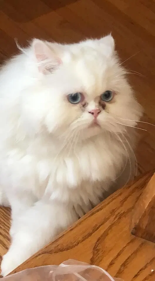 Lost cat in Bartlett, IL, 60103