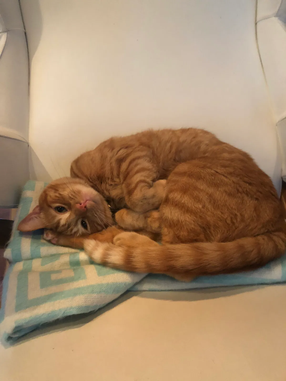 Lost cat in Dallas, TX, 75206