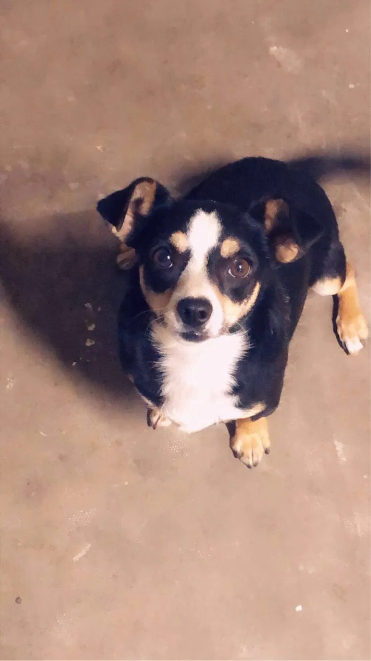 Lost dog in San Diego, CA, 92105