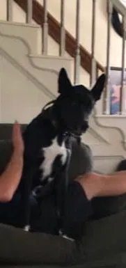 Lost dog in Spring, TX, 77373
