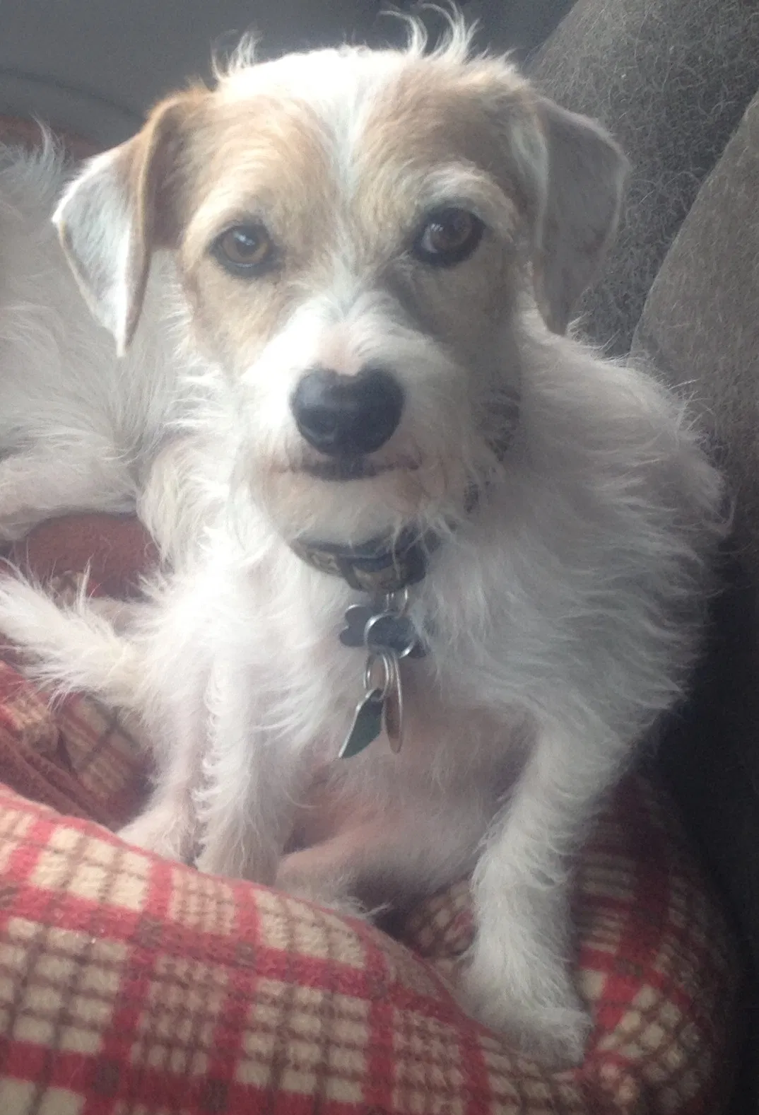 Lost dog in Fairfield, CA, 94533