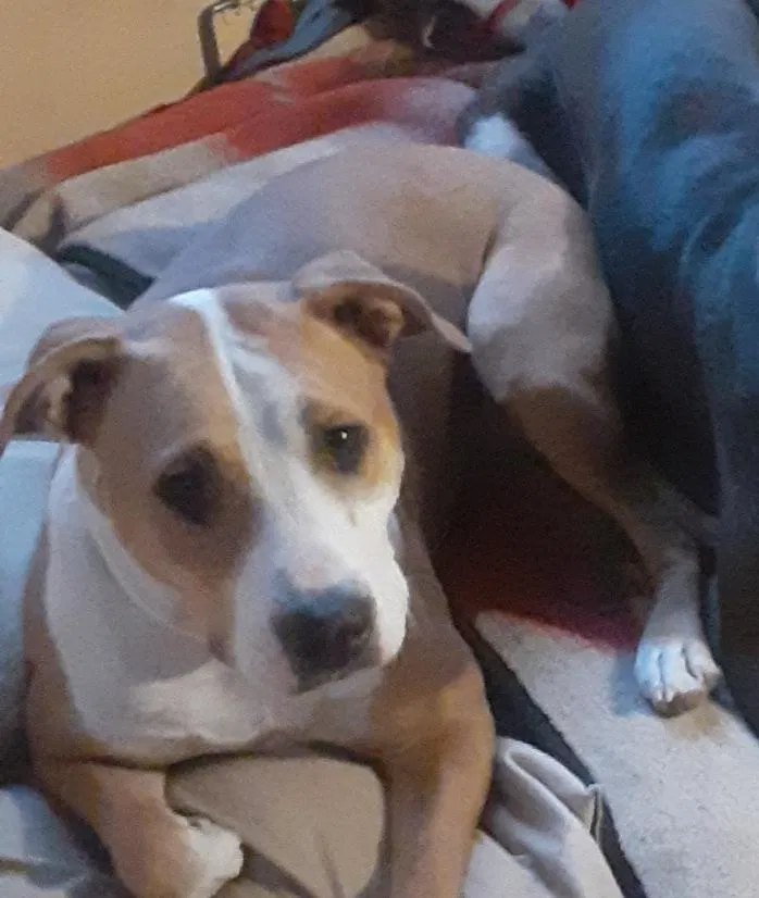 Lost dog in Redding, CA, 96003
